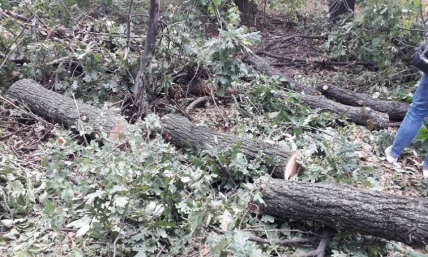 На Николаевщине по указке лесничего 4 человека спилили дубы на почти миллион гривен