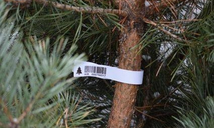 Сотрудники полиции изъяли из продажи 51 «незаконную» новогоднюю елку