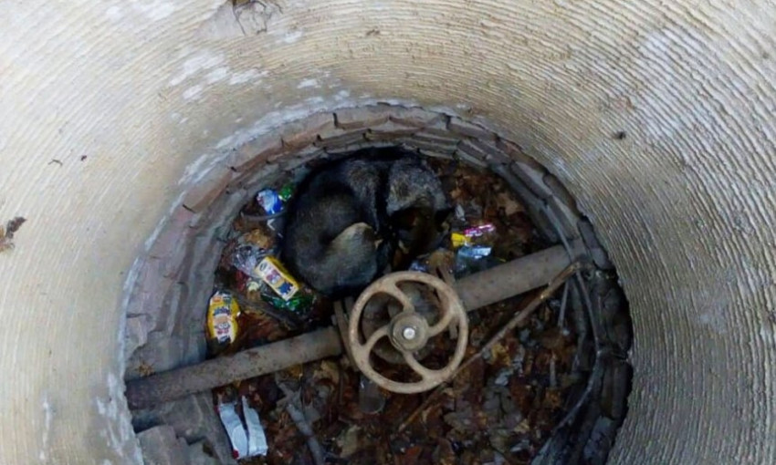 На Николаевщине спасатели достали собаку из 2-метровой ямы