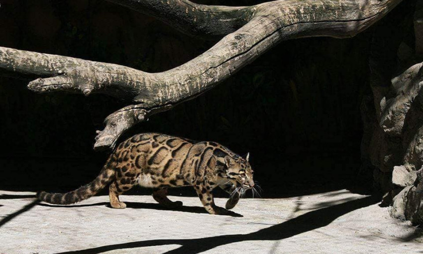 В Николаевском зоопарке отметили Всемирный день дымчатого леопарда