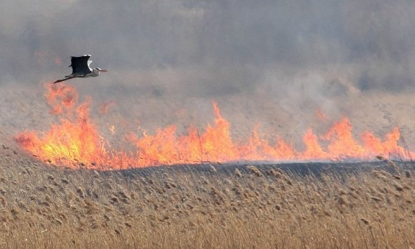 На Николаевщине за сутки сгорело более 11 га сухой травы 