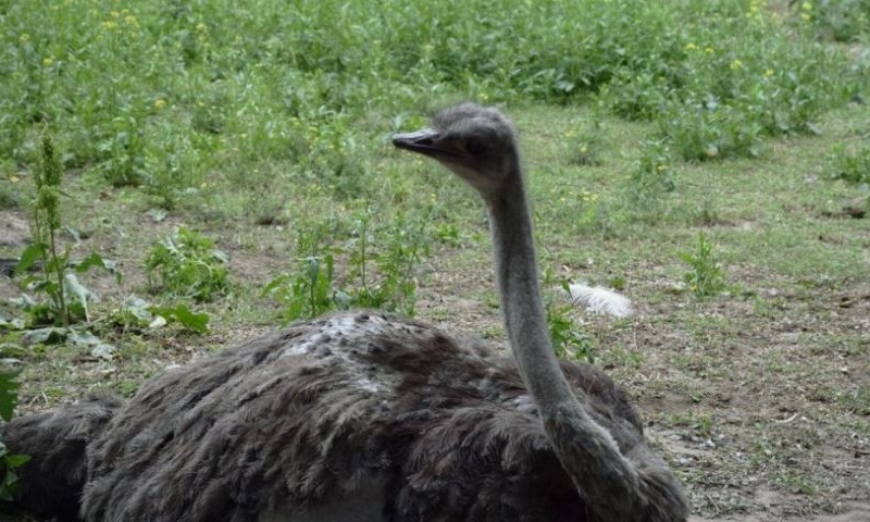 Из-за подкормки посетителями гибнут африканские страусы
