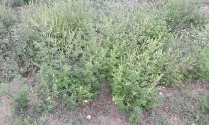 «Ингульский район стал заповедником амброзии», — местные жители жалуются на большое количество растения на улицах