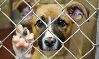 «Центр защиты животных» прекратил отлов собак в Николаеве - предприятие блокируют зоозащитники