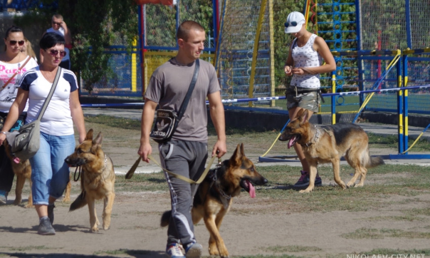 Николаевский Клуб служебного собаководства проведет сертификатную выставку собак