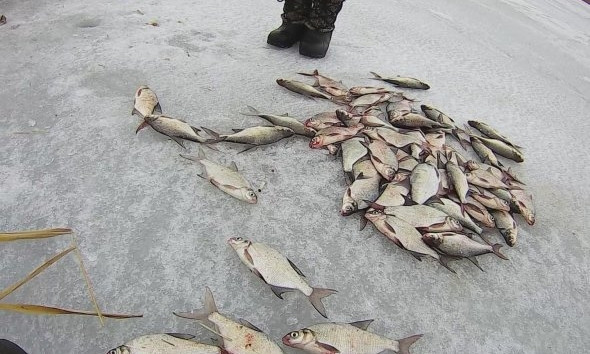 В Николаевской области браконьеры выловили рыбы на сумму около 14 тысяч гривен