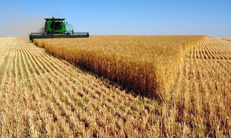 На Николаевщине за 6 месяцев оптом продали зерна на 12,5 млрд грн