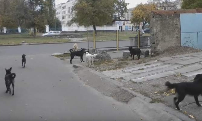 Стаи бродячих собак донимают людей в центре Николаева