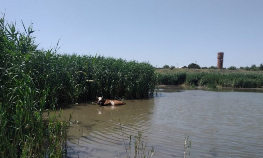 Во Врадиевском районе спасатели вытащили из реки корову, застрявшую в иле