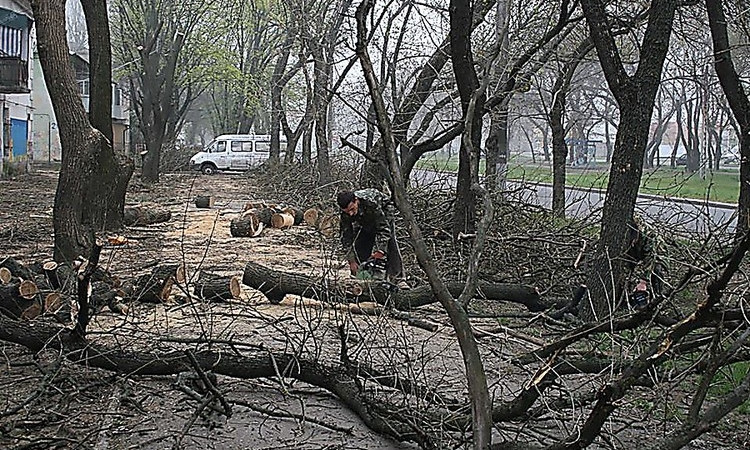 В Николаеве фирма выиграла тендер на обрезку деревьев, запросив на 550 тысяч гривен больше, чем конкурент