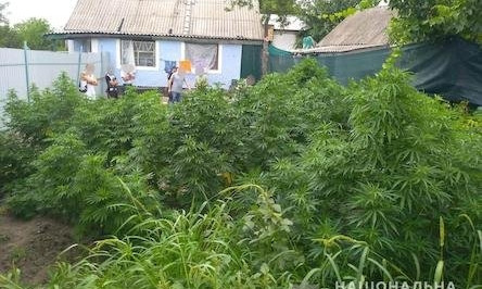 В Вознесенском районе мужчина вырастил 25 кустов конопли и насушил 2 кг наркотического зелья