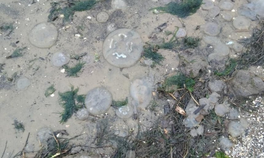 Тысячи медуз вынесло на берег в селе под Николаевом