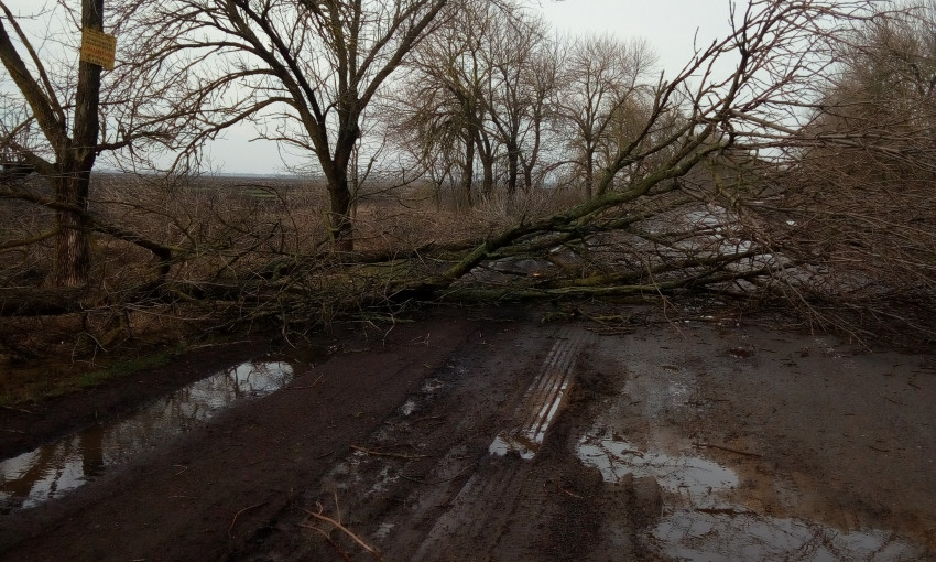 Из-за сильного ветра упало дерево и перегородило трассу «Николаев-Березки»