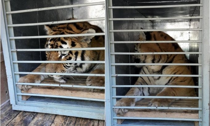 Николаевского двухлетнего полосатого хищника отправили в Одесский зоопарк