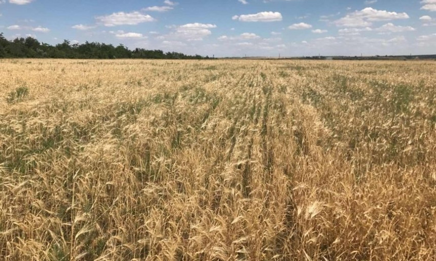 На Николаевщине фермер незаконно использовал земли, общая стоимость которых 3 млн грн