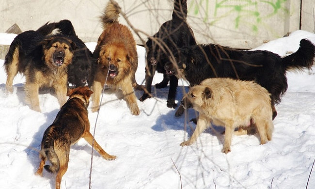 За прошедший месяц на Николаевщине зафиксировано 6 случаев нападения бродячих собак на людей
