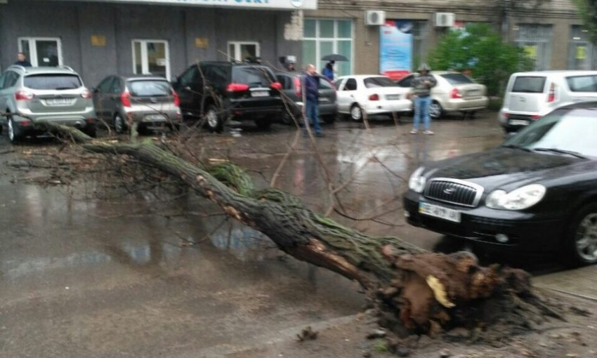 В Николаеве на ул. Бузника на дорогу рухнуло дерево, полностью перекрыв проезд