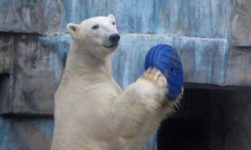 Бамбук, мячи и игрушки: Николаевский зоопарк просит горожан помочь разнообразить быт зверей