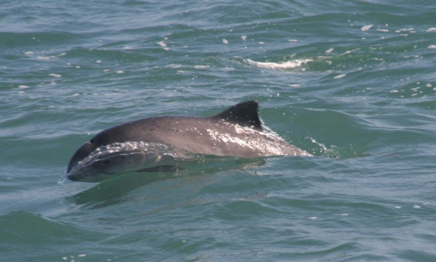 На Кинбурне дельфин подплывал близко к берегу