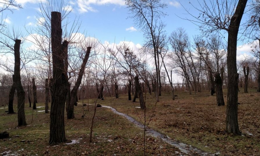 В Николаеве пожаловались на массовую обрезку деревьев: «Это не омолаживание, это – убийство»