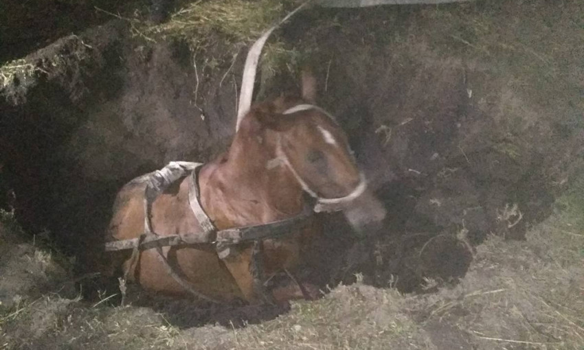 Конь провалился в колодец – спасатели Николаевщины решили проблему