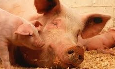 В Витовском районе обнаружили африканскую чуму у свиней