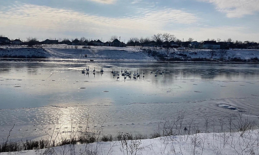 Спасатели призывают николаевцев не спасать лебедей, «вмерзших» в лед