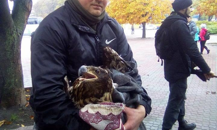 Николаевские активисты спасли орлана, занесенного в Красную книгу