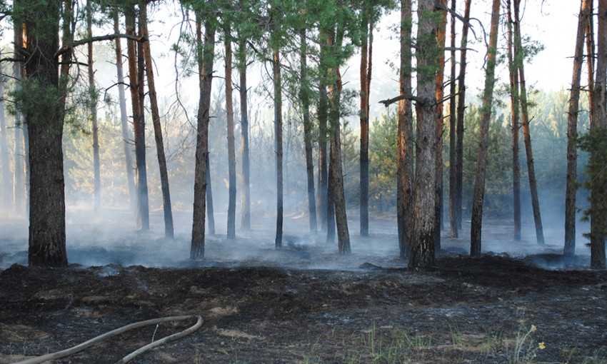 Неизвестные подожгли Баловно-Матвеевский лес, пострадали молодые саженцы