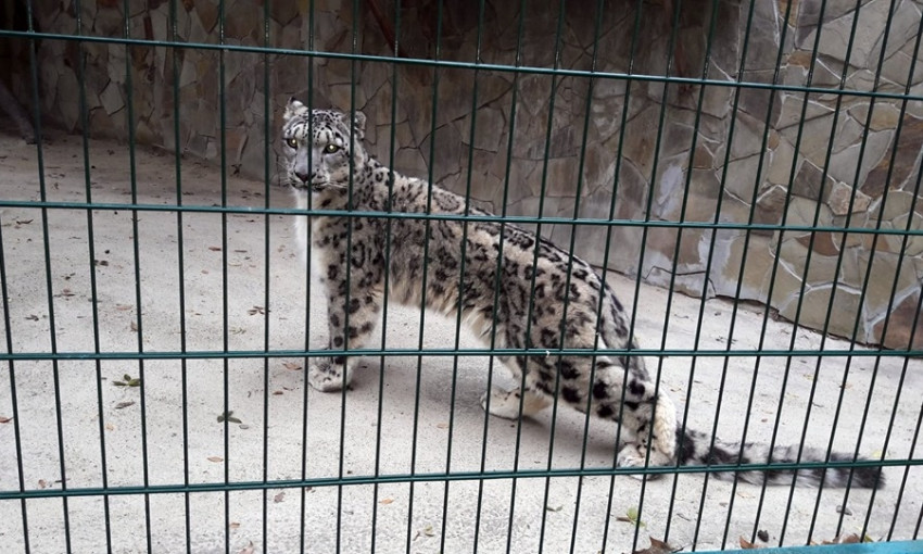 В Николаевский зоопарк из Франции привезли снежного барса по кличке Тикси