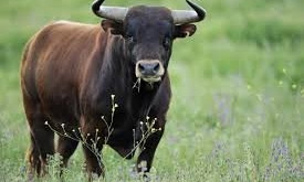 В Братском районе на пастуха напал племенной бык: мужчина скончался не дождавшись помощи медиков