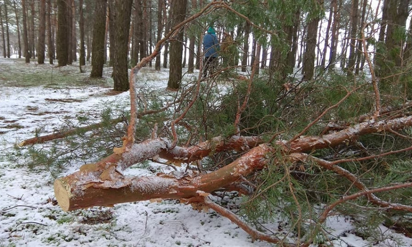 В Николаевской области в лесу пилят деревья, чтобы отапливаться
