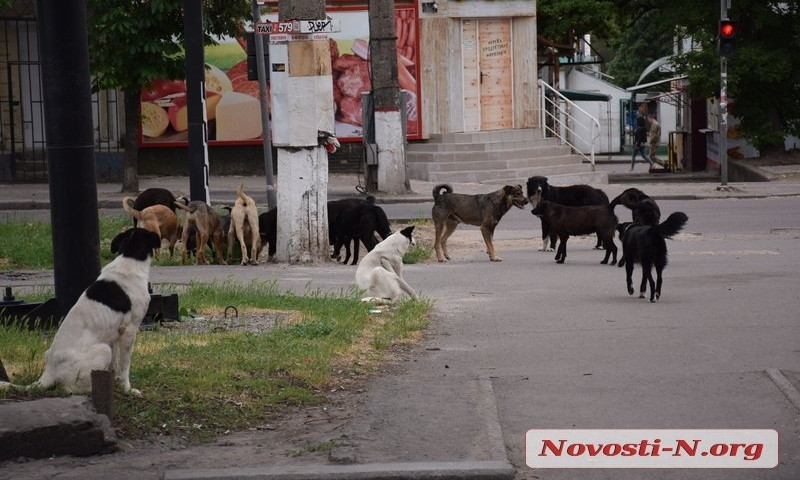 Николаевцев зовут считать бездомных собак
