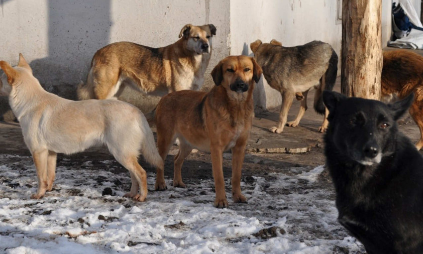 Горсовет проиграл ещё один иск от жительницы Николаева, на которую напали бродячие собаки