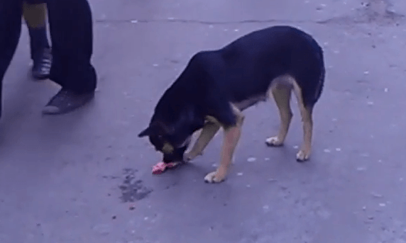 Добросердечные жители Николаева подкармливают бездомных собак прямо в центре города