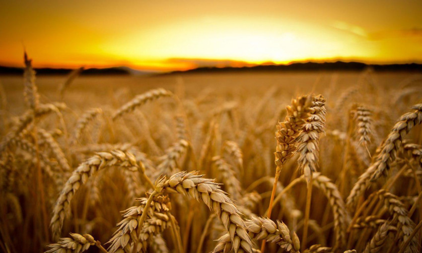 Земледельцы Николаевской области намолотили первый миллион тонн зерна нового урожая