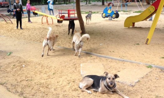 «Страшно гулять с детьми»: в Николаеве на детской площадке обжилась стая собак