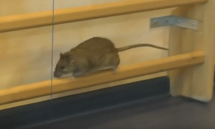 В Николаеве крысы атакуют квартиры многоэтажных жилых домов