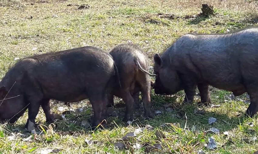 Несчастный случай в  селе Ковалевка: свиньи изуродовали труп пожилого мужчины