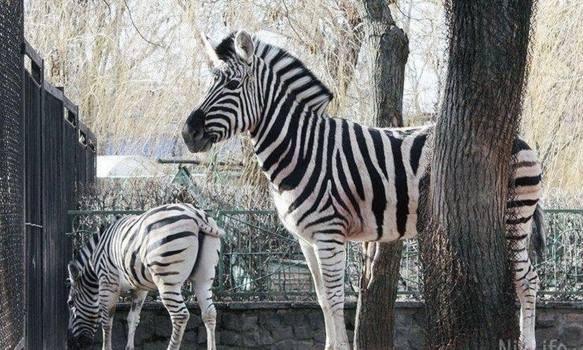 Николаевский зоопарк готов забрать к себе животных из госцирков в связи с запретом на их эксплуатацию