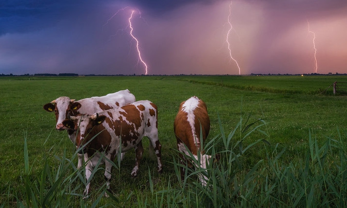 В Витовском районе не на шутку разыгралась непогода: молнией убило корову