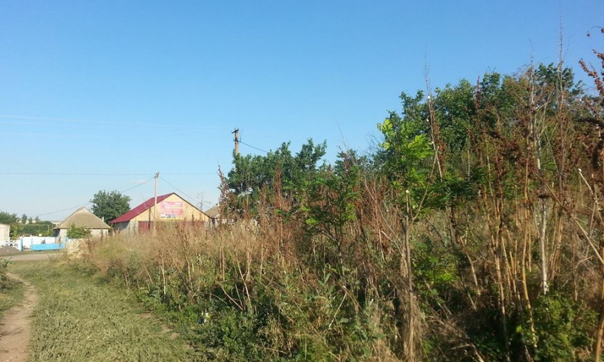 Село в Николаевской области заросло бурьяном так, что домов не видно