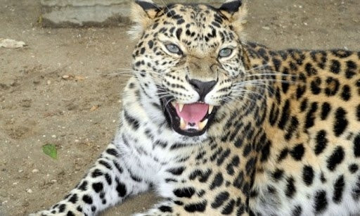 Николаевский зоопарк составил рейтинг «ТОП-10 самых популярных животных»