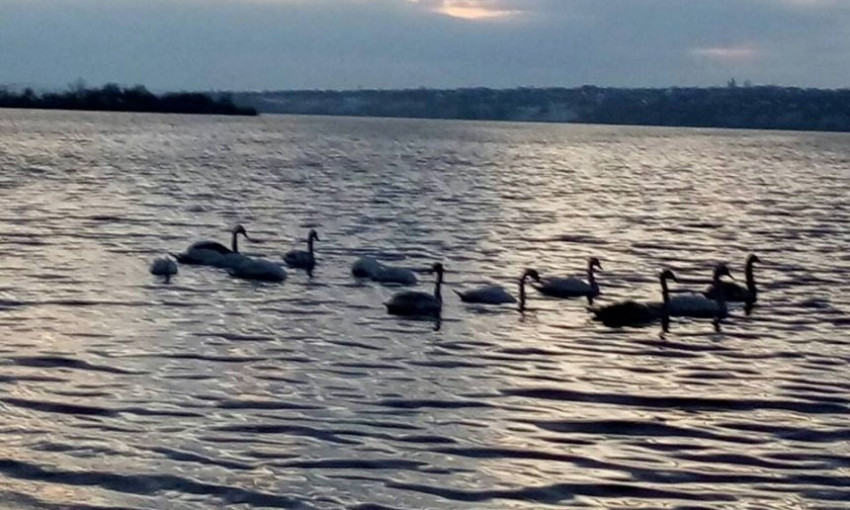«Если не помочь — они погибнут»: к берегу реки в Николаеве прибилась стая лебедей