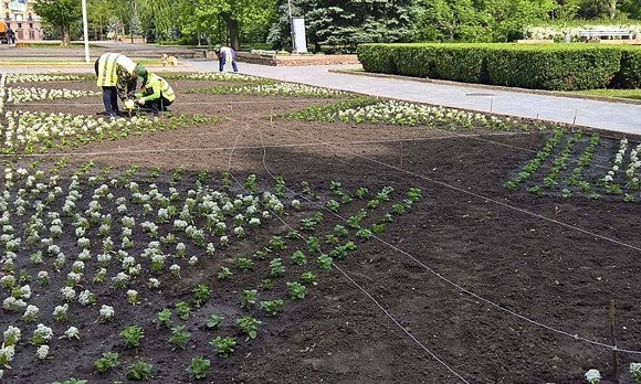 Департамент ЖКХ Николаева раскритиковали за высаживание однолетних цветов