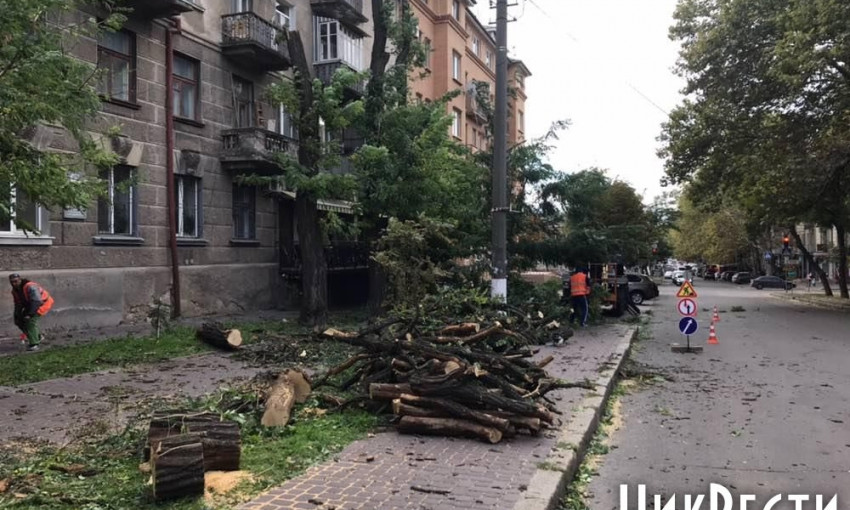 В центре Николаева варварски обрезали деревья - с подрядчиками расплатятся спиленными дровами