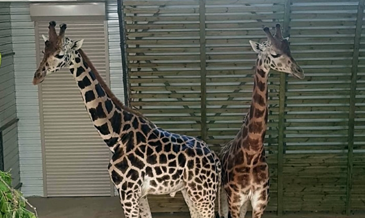 В Николаевском зоопарке жирафов Логана и Нуру поселили в один вольер