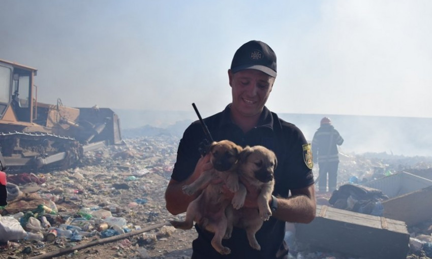 На николаевской свалке спасатели спасли щенков 
