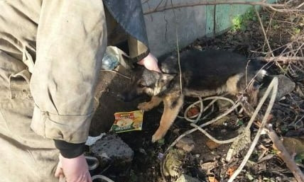 В Первомайске спасатели освободили застрявшую между гаражей собаку