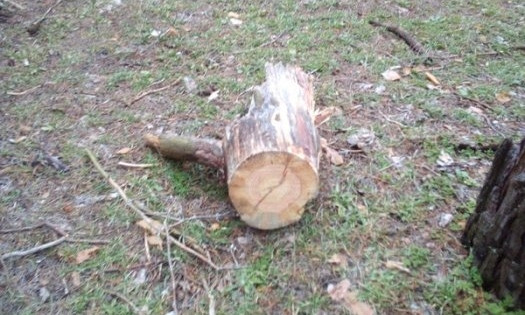 Неизвестные вырубили сосны в Матвеевском лесу